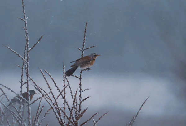 Enfoque Selectivo Pájaro Fieldfare Posado Una Rama Planta Congelada Durante — Foto de Stock