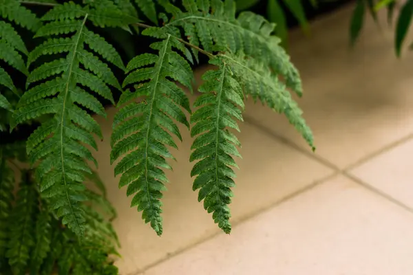 Closeup Green Leaves Park — Stockfoto