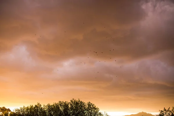 Colpo Basso Uno Stormo Uccelli Che Volano Contro Cielo Nuvoloso — Foto Stock