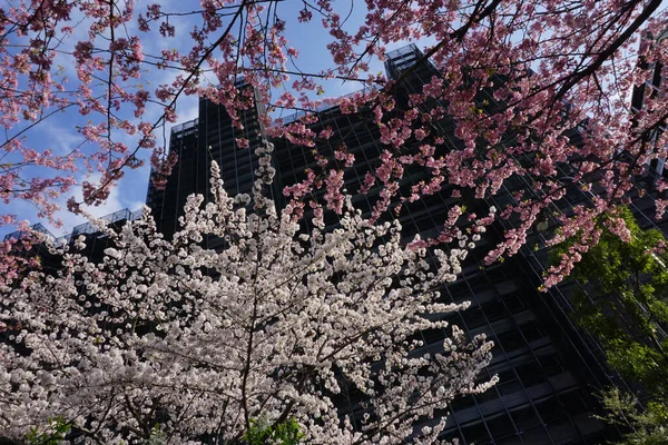 都市の建物に対して花の白い桜の低角度ショット — ストック写真