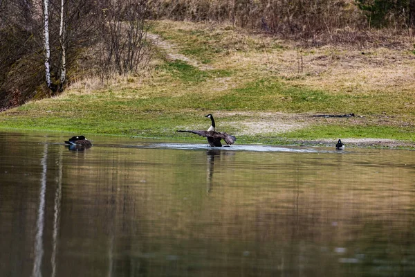 Petit Plan Eau Près Rivage Les Oies Jouent Nagent — Photo