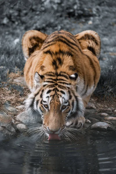 Vertikal Bild Tiger Dricksvatten Från Sjön Vildmarken Vår Natur — Stockfoto