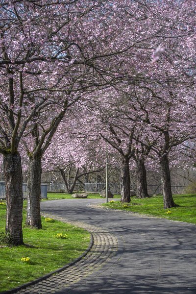 A vertical photo of blooming sakura, cherry blossom alley in a park