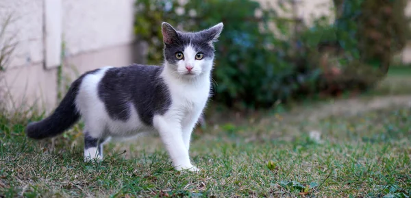 緑の庭に黒と白の猫 — ストック写真