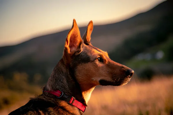 Eine Nahaufnahme Eines Podenco Canario Hundes Der Auf Einem Feld — Stockfoto