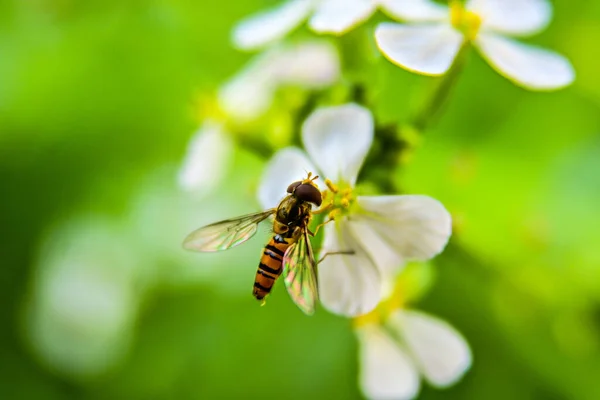 Pollinating Bee White Flower — Stock Photo, Image