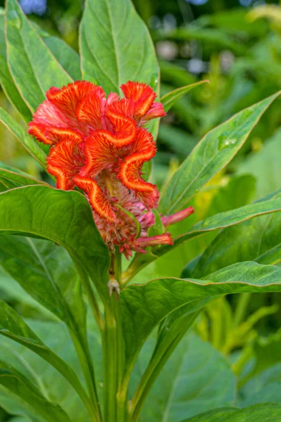 Tiro Close Cockscomb Flor Celósia Crescendo Jardim Dia Ensolarado Com — Fotografia de Stock