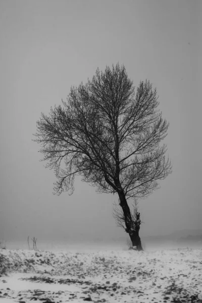 Colpo Verticale Albero Solitario Una Nebbiosa Valle Innevata — Foto Stock