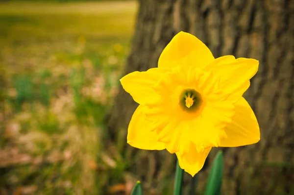 Selektivní Ostření Záběru Žlutého Narcisu Zahradě — Stock fotografie