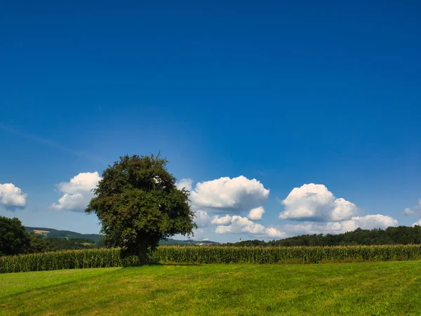 昼間の緑の野の美しいショット — ストック写真