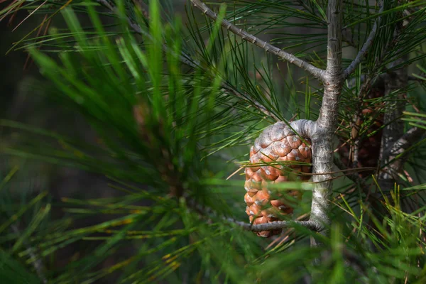 Een Close Shot Van Een Dennenappel Opknoping Van Een Pijnboom — Stockfoto