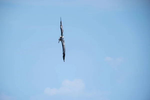 Bir Kahverengi Pelikan Pelecanus Occidentalis Mavi Gökyüzü Arkaplanına Karşı Uçuyor — Stok fotoğraf