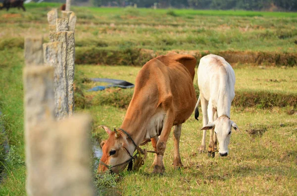 Photo Brown White Cow Grazing Meadow — Stock Photo, Image