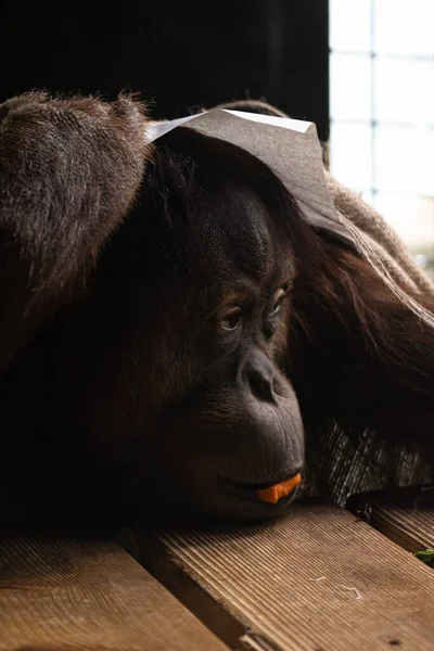 Vertikal Bild Orangutang Med Mat Munnen Liggande Träplankor — Stockfoto