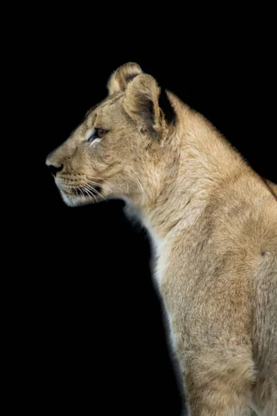 一只年轻的母狮子在黑暗的背景下被隔离的垂直镜头 — 图库照片
