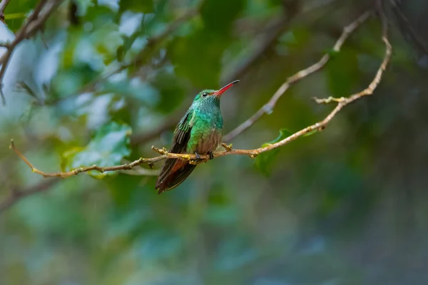 Fargerik Kolibri Som Står Liten Gren Manuel Antonio Nasjonalpark Quepos – stockfoto