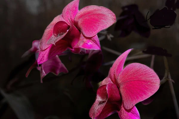 Koyu Arkaplanda Menekşe Orkide Çiçeklerinin Yakın Çekimi — Stok fotoğraf