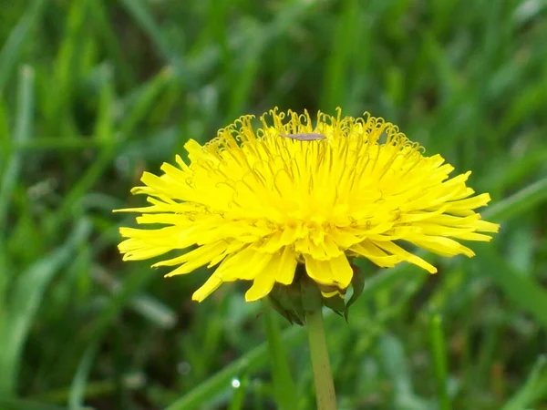 Closeup Shot Blooming Yellow Dandelion Flower — Stockfoto