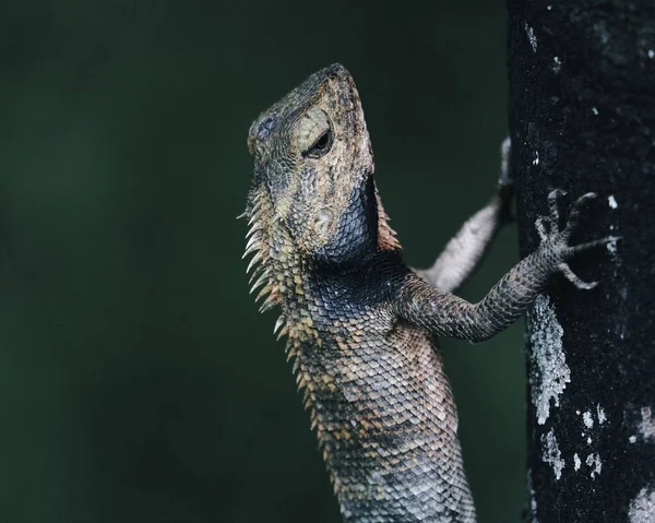 Plan Rapproché Lézard Sur Tronc Arbre Sur Fond Flou — Photo