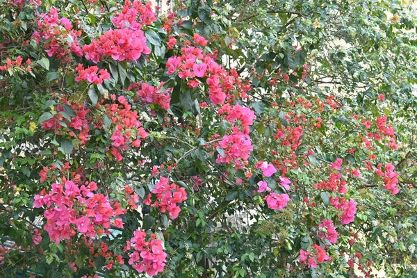 Gyönyörű Rózsaszín Bougainvillea Virágok Virágzik Napfény Alatt — Stock Fotó