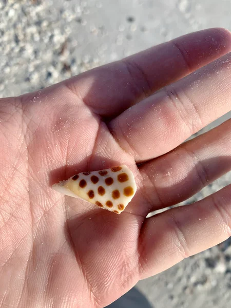 Disparo Vertical Trozo Una Rara Concha Marina Junonia Mano Una —  Fotos de Stock