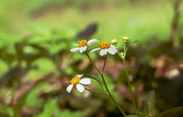 Ένα Κοντινό Πλάνο Μικροσκοπικών Όμορφων Λουλουδιών Χαμομηλιού Έναν Κήπο Θολή — Φωτογραφία Αρχείου