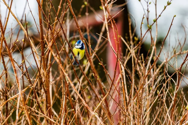 Beautiful Great Tit Bird Perching Bushes Blurred Background — Photo