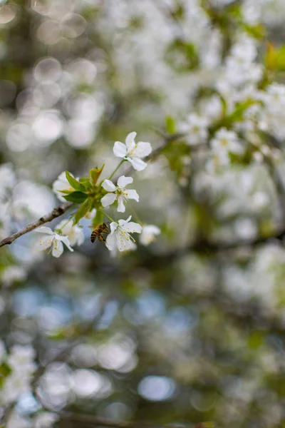 Egy Szelektív Fókusz Felvétel Virágzó Fehér Tavaszi Virágokról Kertben — Stock Fotó