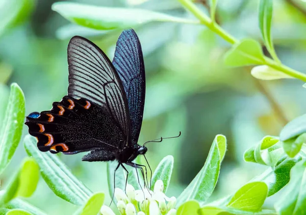ぼやけた背景に植物の上に座っている黒いレプトペラ蝶のクローズアップショット — ストック写真