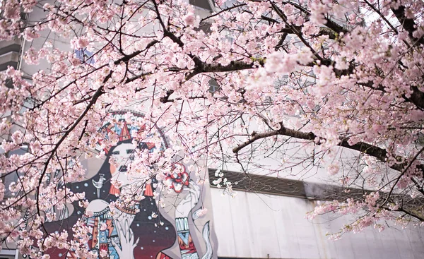 Beautiful Shot Blooming Tree Pink Flowers Painting Woman Background Wall — Stock Photo, Image