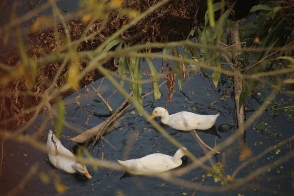 Einige Weiße Enten Schwimmen Schwarzen Wasser — Stockfoto