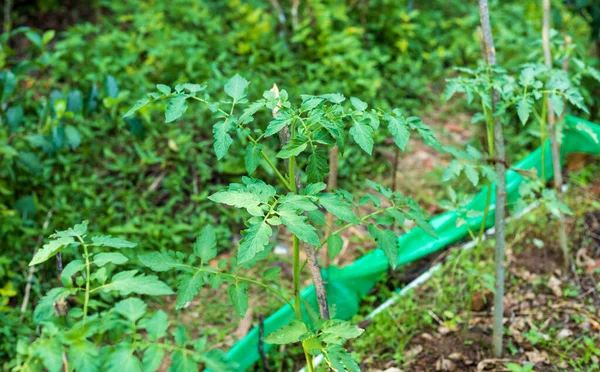 Una Hermosa Vista Una Planta Tomate Verde Creciendo Una Granja — Foto de Stock