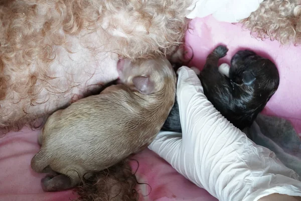 Eine Nahaufnahme Von Niedlichen Neugeborenen Pudeln Die Milch Fressen — Stockfoto