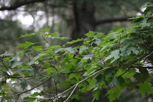 公園の緑のカエデの木のベンチに腰掛けている小さな鳥の浅い焦点ショット — ストック写真