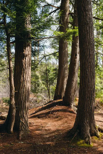 Plan Vertical Sentier Forestier Sous Lumière Soleil — Photo