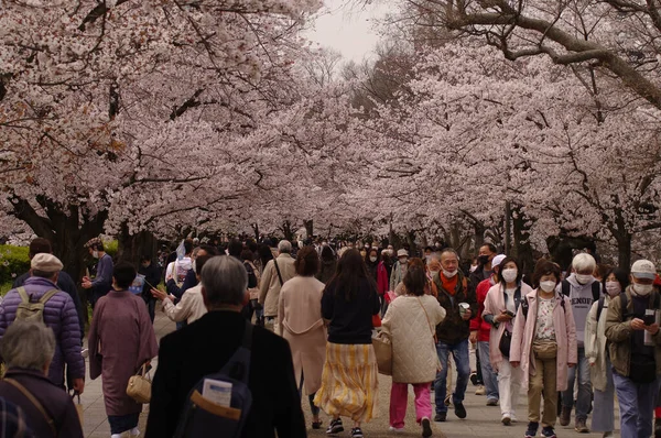 Temporada Flores Cerezo Tradicional Festival Flores Cerezo Japón — Foto de Stock