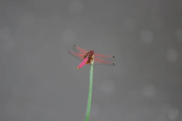 Lähikuva Laukaus Vaaleanpunainen Sudenkorento Vihreä Kasvi — kuvapankkivalokuva
