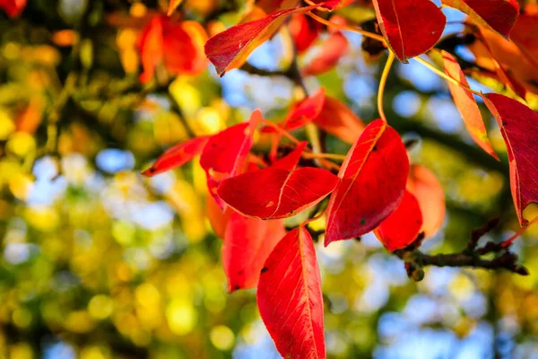 Eine Nahaufnahme Eines Baumes Mit Roten Blättern — Stockfoto