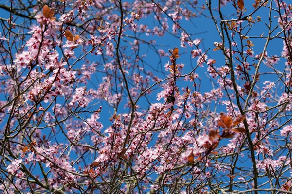 Die Schöne Kirsche Blüht Vor Blauem Himmel — Stockfoto