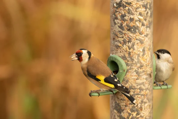 Closeup Shot Goldfinch Marsh Tit Perched Bird Feeder Eating Sunflower — Stock Photo, Image