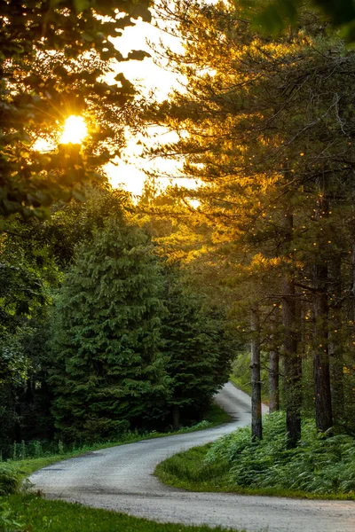 夕日の美しい森の中の空の道 — ストック写真