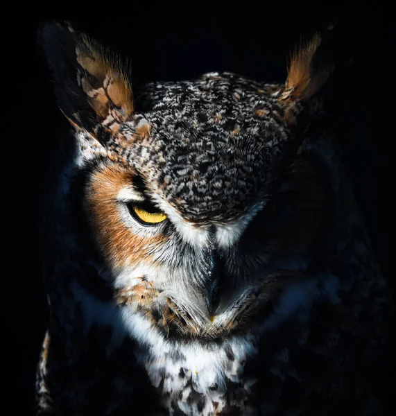 Beautiful Portrait Great Horned Owl Bright Sunlight Black Background — Stock Photo, Image