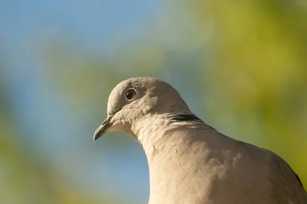 Strzał Bliska Collared Dove Streptopelia Decaocto Columbidae Rozmytym Tle — Zdjęcie stockowe