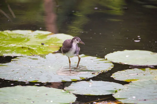 Eine Selektive Fokusaufnahme Eines Gemeinen Vogels Einem Teich — Stockfoto