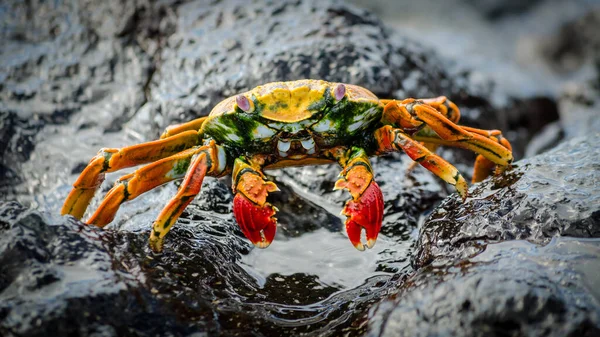 在潮湿的石头上 一只美丽的红 黄螃蟹的特写镜头 — 图库照片