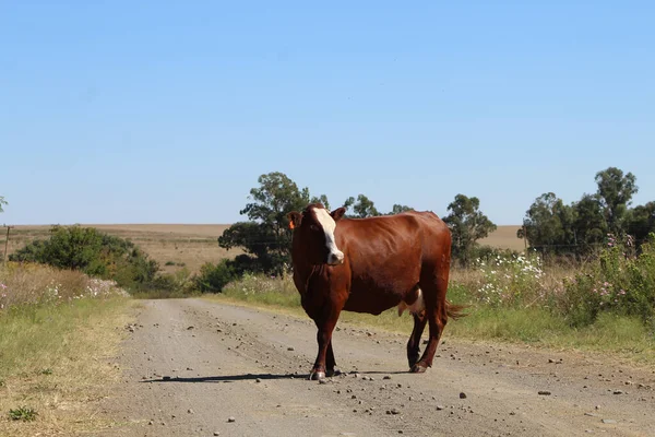 Uma Vaca Marrom Solitária Que Está Meio Uma Estrada Rural — Fotografia de Stock