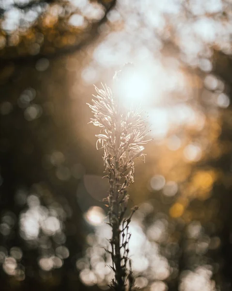 日没のフレアと背景の木々と森の中の白いアスファルト植物のクローズアップショット — ストック写真