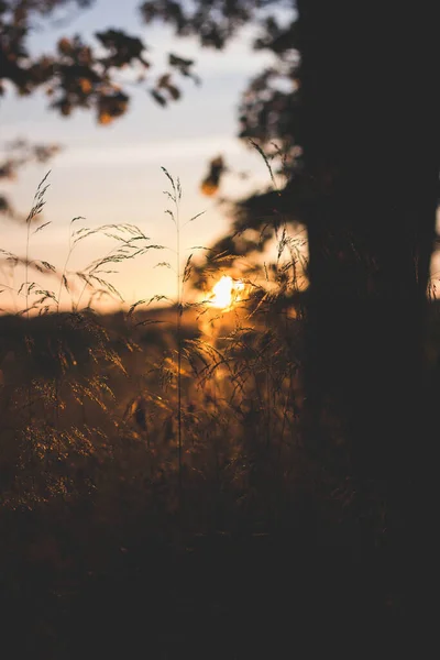 Eine Vertikale Aufnahme Einer Untergehenden Sonne Über Einem Feld — Stockfoto