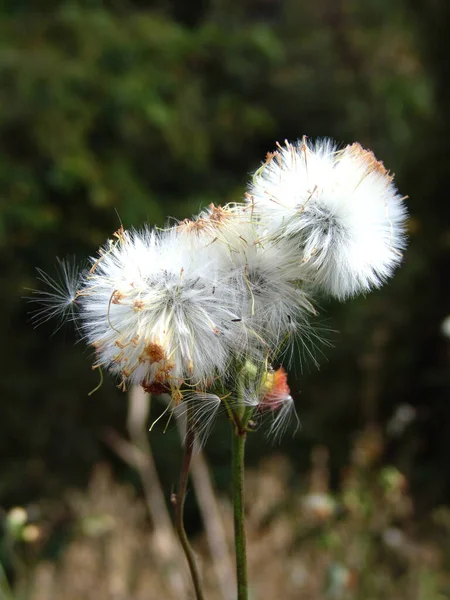 Een Verticaal Shot Van Een Paar Paardebloemen Een Tuin Gedurende — Stockfoto