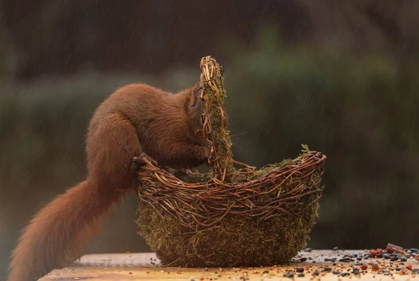 Closeup Shot Red Squirrel Eating Nuts Wicker Basket Table Park — Stock Photo, Image